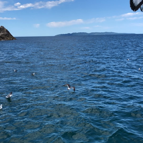 遊覧船♪カモメをこんなに近くでこんなにたくさん見たのは初めて！かわいい！の画像