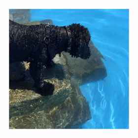 夏の記録の画像