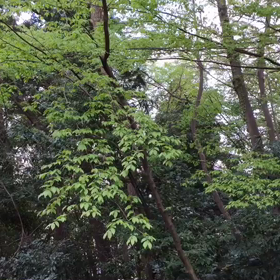 ある～日、森の中♪の画像