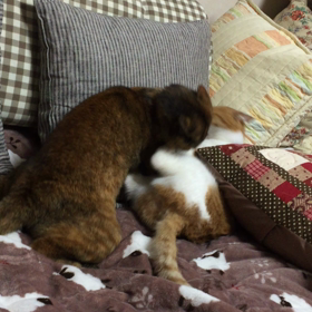 寄ると触ると…バトルが勃発！の画像