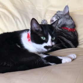 ペロペ〜ロペロペ〜ロの画像