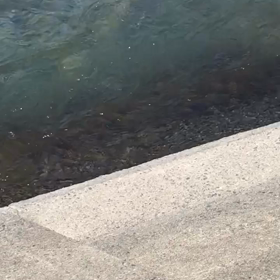 だんだんと解禁が近づいてきましたね〜の画像