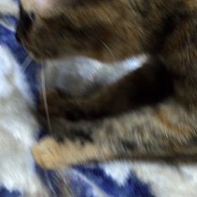 ゴロゴロ、フミフミの画像