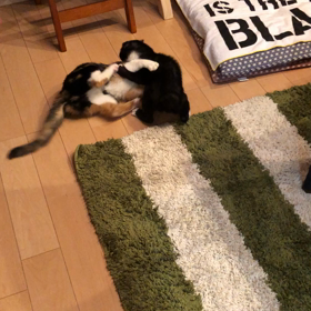 ナナとトトの画像