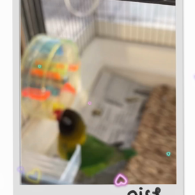 ボタンインコの画像