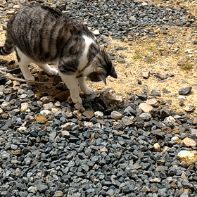 マッコリ効果？の画像