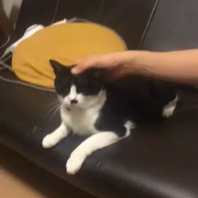 甘えん坊の画像