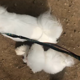 ♪お散歩動画♪代々木公園♪①の画像