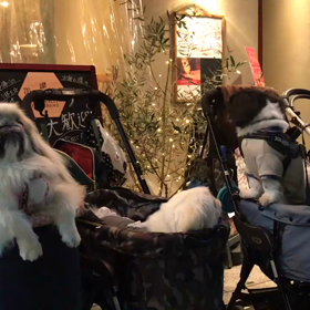 インターペットの帰りにイルボスコの画像