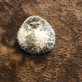 寝返りできないハリネズミの画像