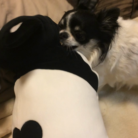 じゃれ合うモミジ♡の画像