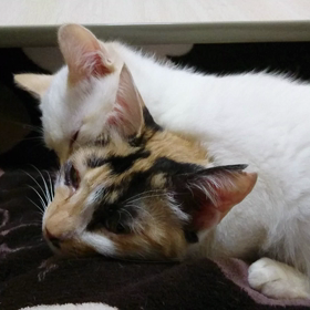 モカちゃんがジルちゃんを…の画像