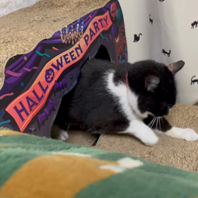 クロちゃん♀のダンボールハウスデビューの画像