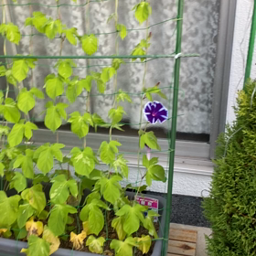 咲いた咲いたの画像