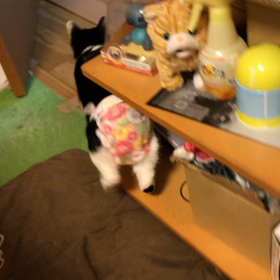 党首、やればできるじゃんの画像