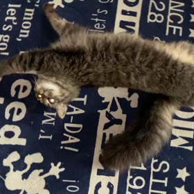 動画にハマる…の画像