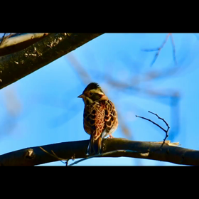 カシラダカの画像