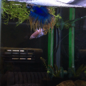 クラウンテール混泳の画像