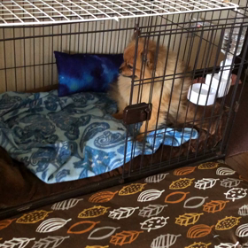 痛さと眠気の戦いの画像