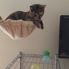 チョイチョイの画像