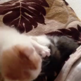 ▶︎茶太郎とトラ吉の画像