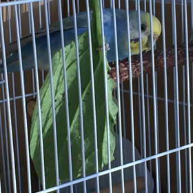 攻撃o(｀ω´ )oの画像