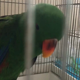 オオハナインコの画像