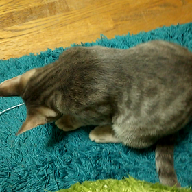 いたぶられるネズミの画像