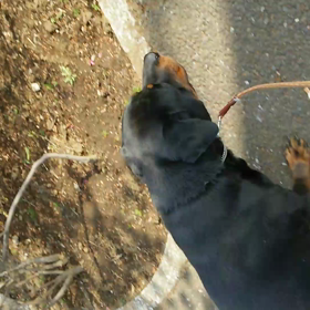 ロット・ワイラーのアースの画像