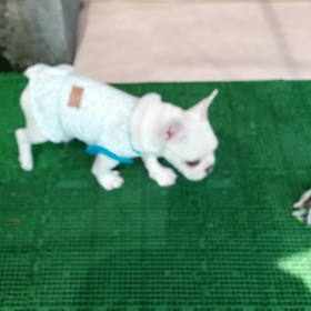 屋上ドッグランデビューの画像