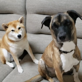 おりこうさん(*´▽｀*)の画像