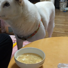 ワニちゃん 卵スープ飲みたいの画像
