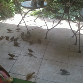 すずめちゃん❤の画像