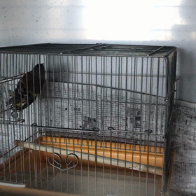 鳴き声は録れず…の画像