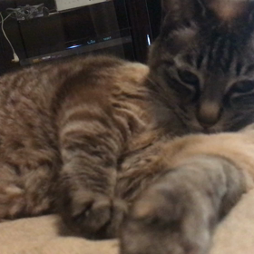 まあやお手入れ中の画像