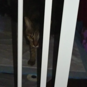 高さ60センチjump出来るかにゃ？の画像