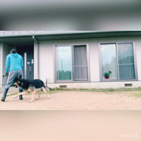 dog trainingの画像