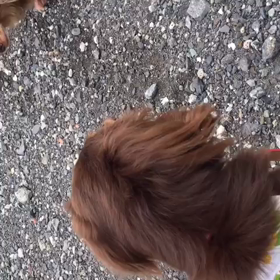 愛ちゃんレポートの画像