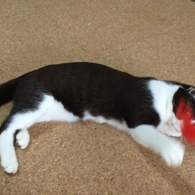 きじとら猫たらことはちわれ猫いくらの動画集2の画像