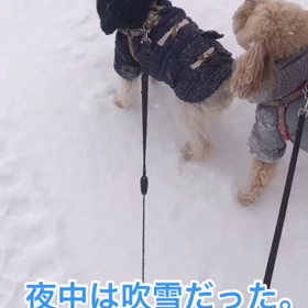 ”特養入って1年と297日目。。。母の入院先病院に電話をしてみたの画像