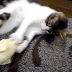 店舗移転のお知らせと４月１日～２３日のシフトです！の画像