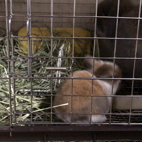 ぴょこぴょこの画像