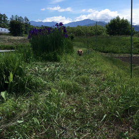 田んぼより⛰の画像