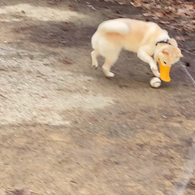 ボール大好きの画像