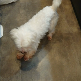 今日のみかんの画像