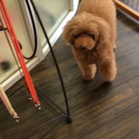 ごめんね、祭の画像