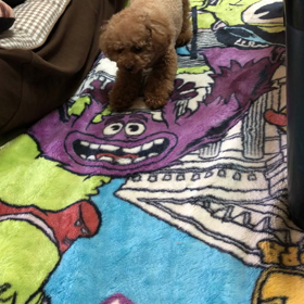 定春くんの様子がおかしいの画像