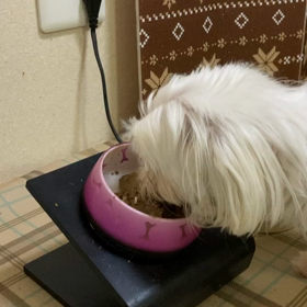 【2020年5月17日(日)チョコのごはんの画像