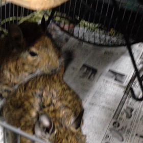 仲が悪い兄弟デグーの画像