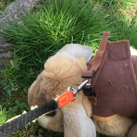 まろんのうさんぽの画像